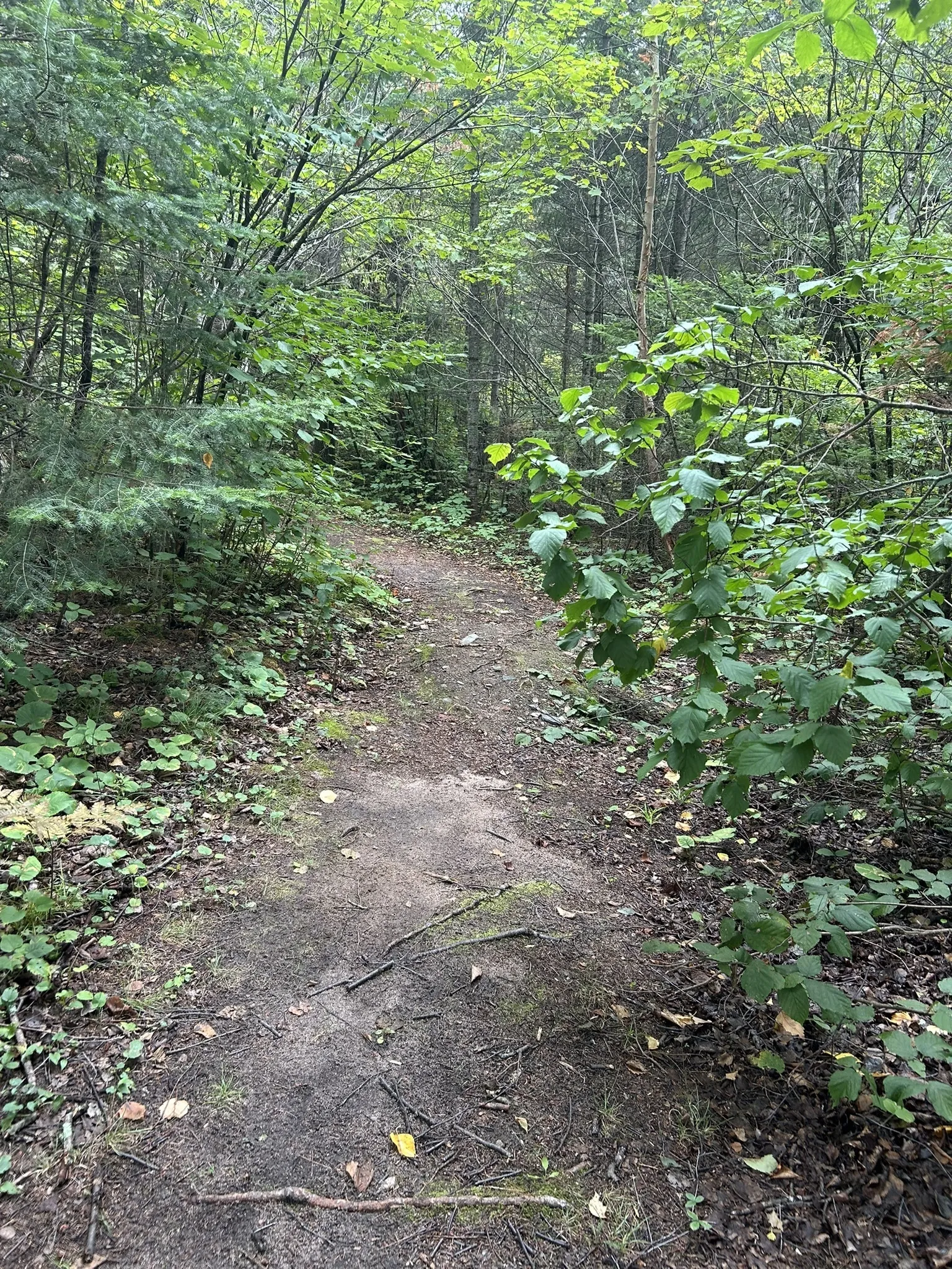 Aspen Trail