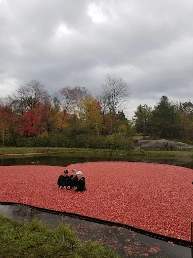 Bala Cranberry Festival