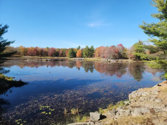 BuffleheadTrail