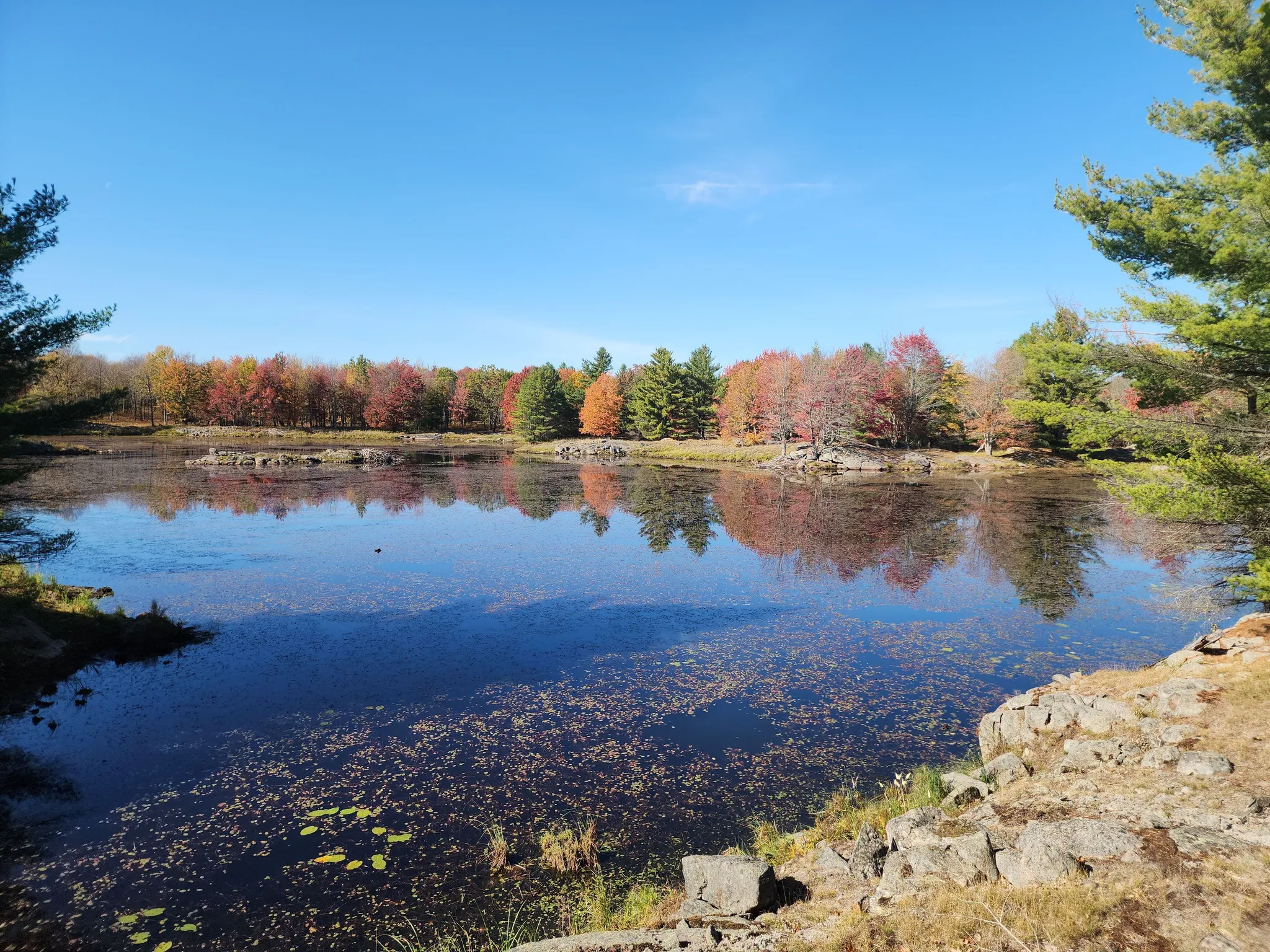Bufflehead Trail