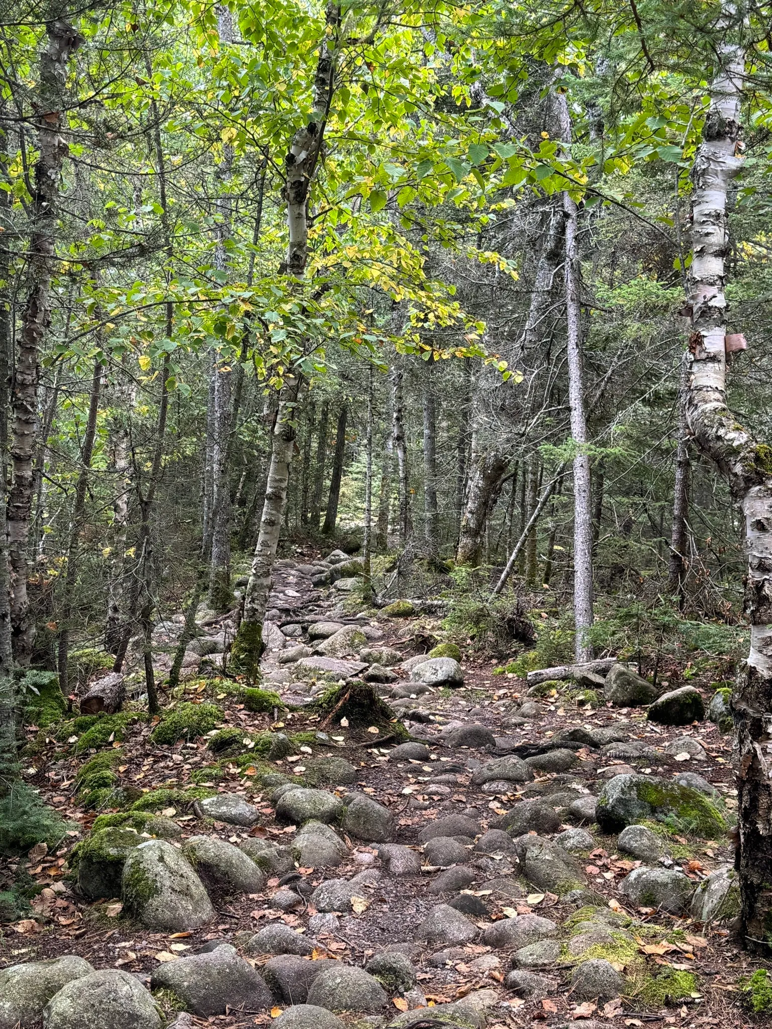Pinguisibi Trail