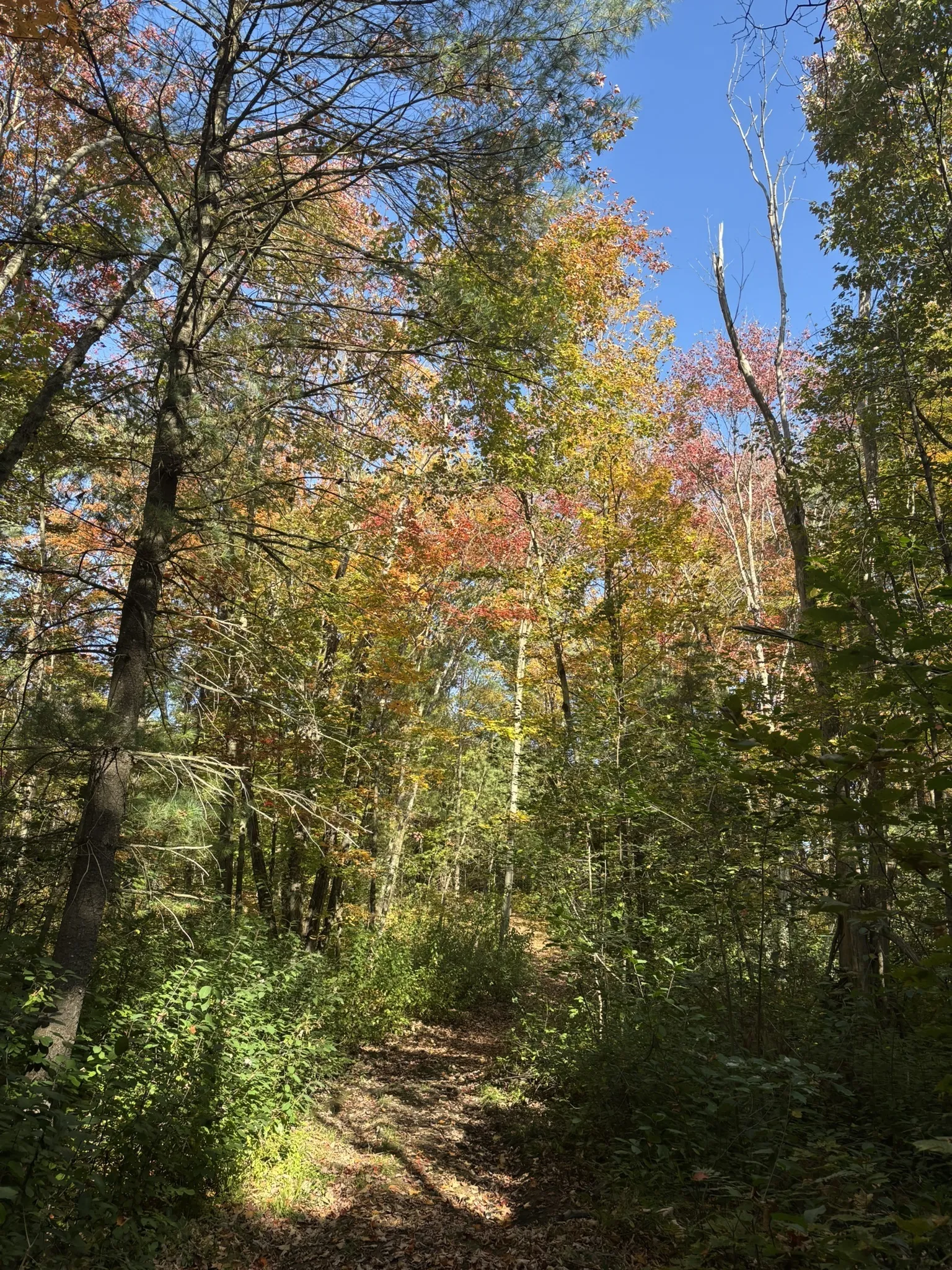 Pioneer Trail