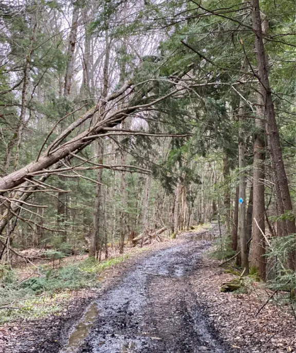 RaymondTrail