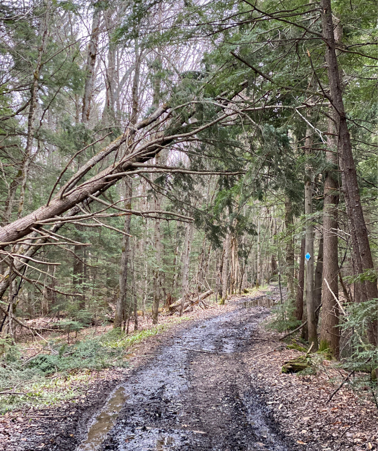 Raymond Trail