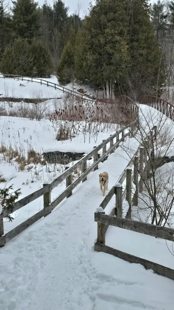 ScanlonCreekLoopTrail