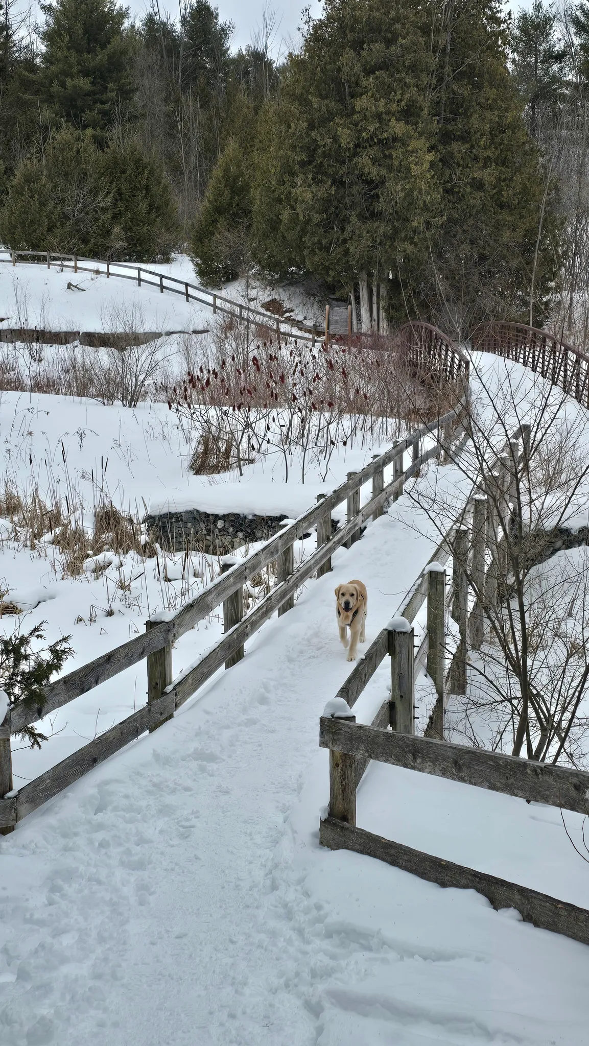 Scanlon Creek Loop Trail