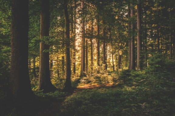 SimcoeCountyForests-SlessorTract