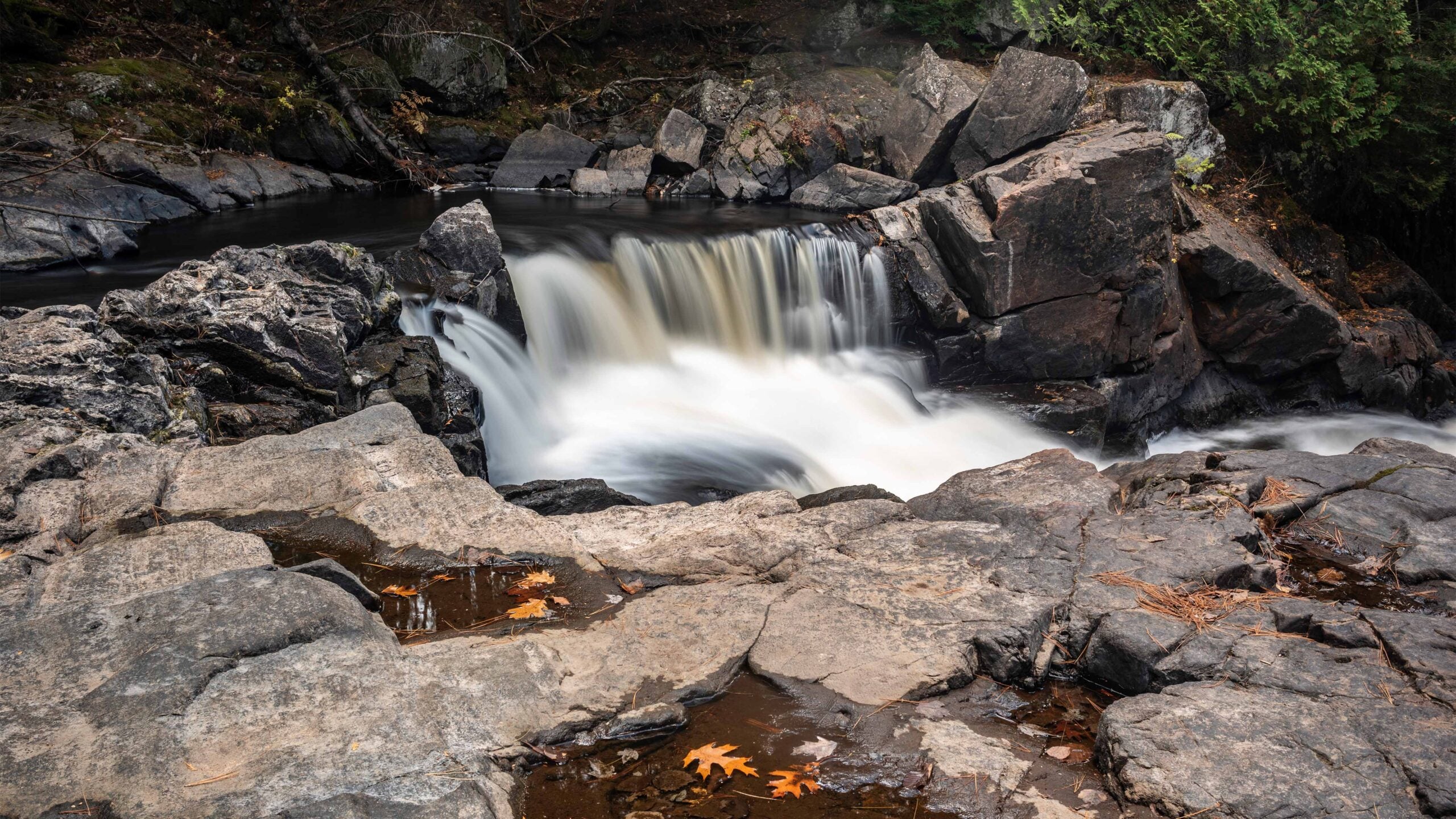 Gut Conservation Trail