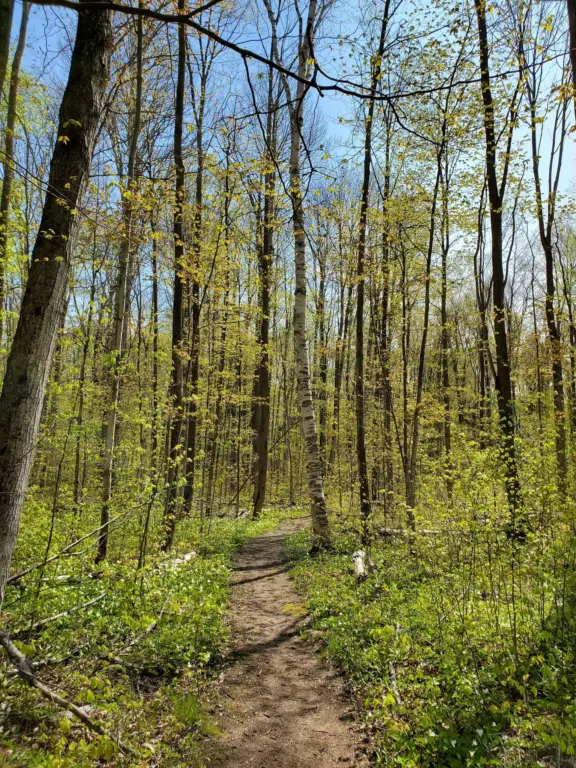 TheBluffTrail