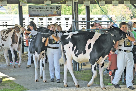 Wiarton-Fall-Fair-Cattle-15-19
