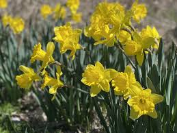 Rideau Lakes Daffodil Days