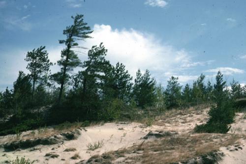 Wasaga Beach Dunes Trail (Devil’s Dunes Trail)