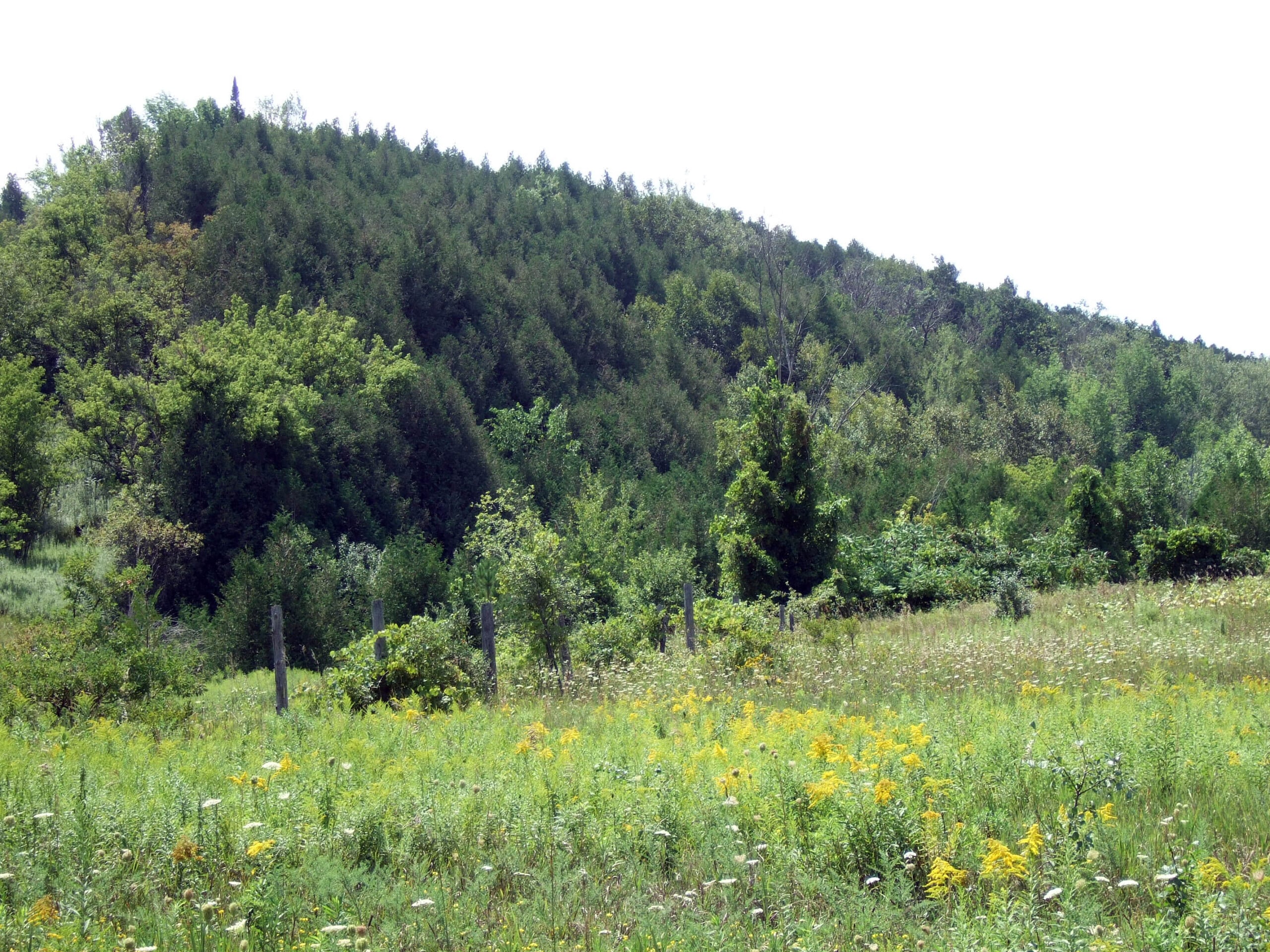 Harold Town Conservation Trail