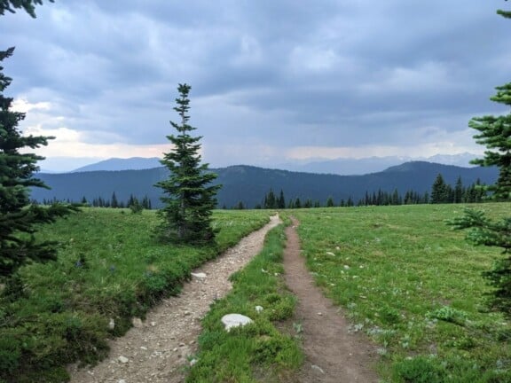 heather-trail-early-july-path