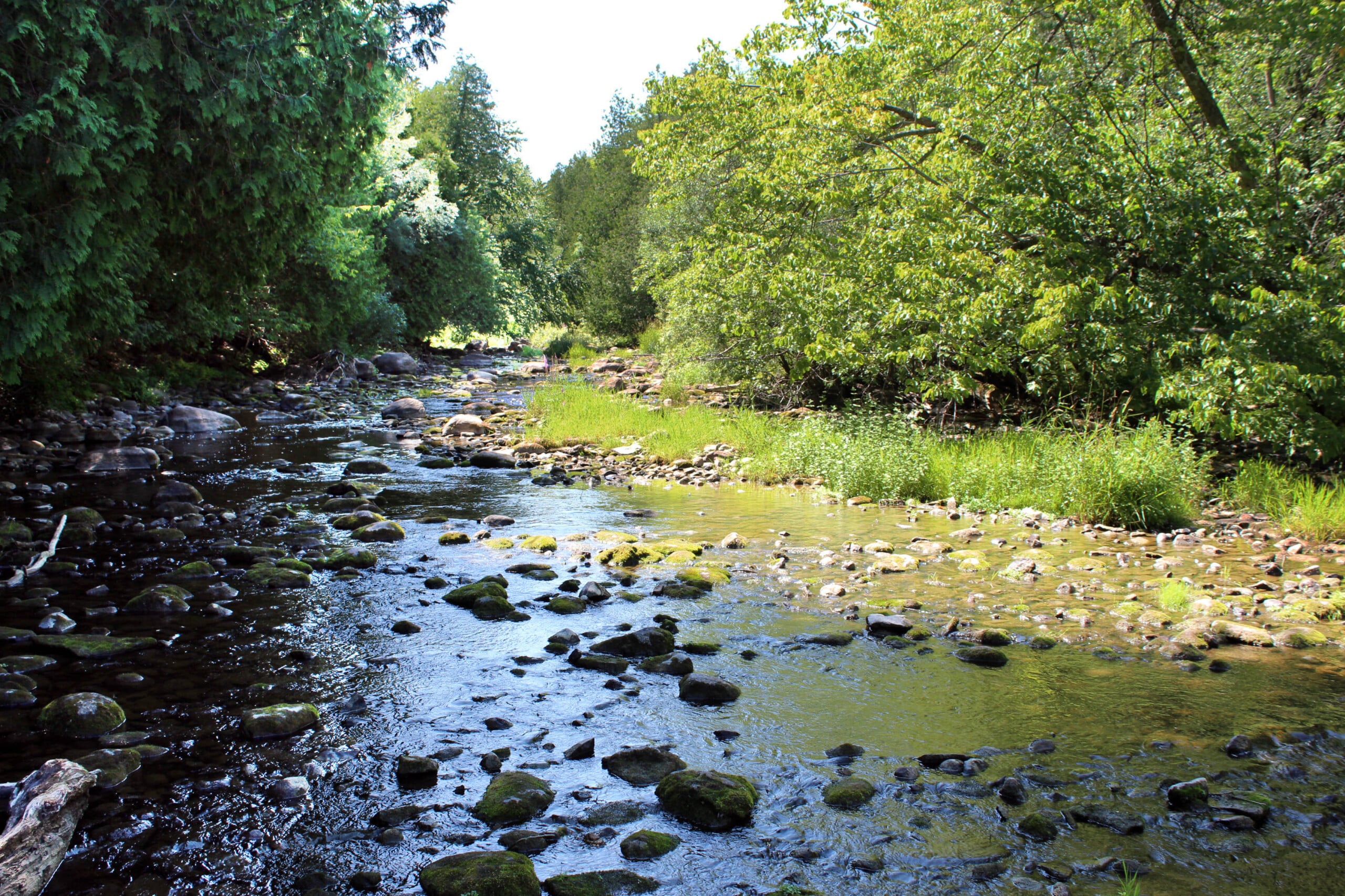 Jackson Park Trail