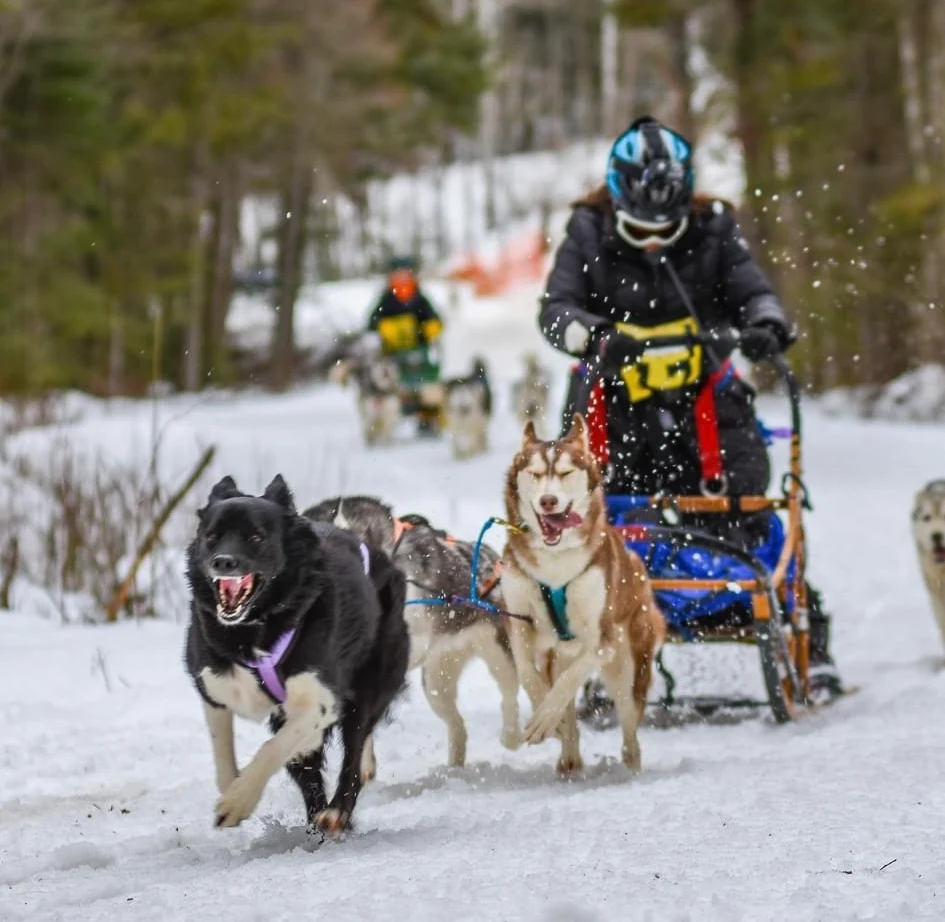 Kearney Dog Sled Races