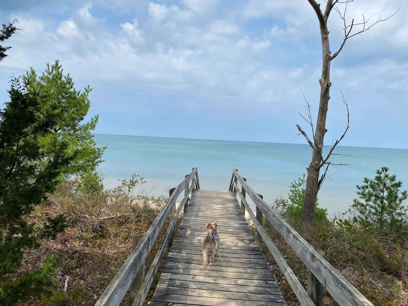 Pinery PP – Dog Beach