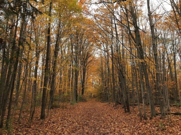 woods