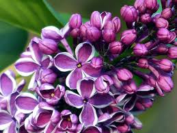 Warkworth Lilac Festival