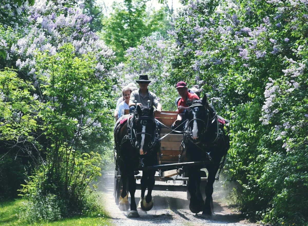 Franktown Lilac Festival