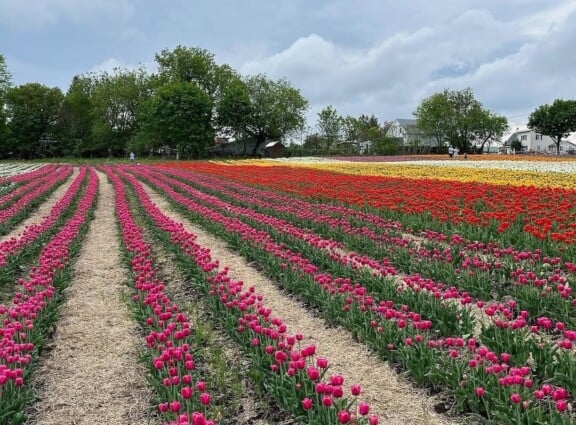 Vankleek-Hill-Tulip-Fields-1-e1745247536415