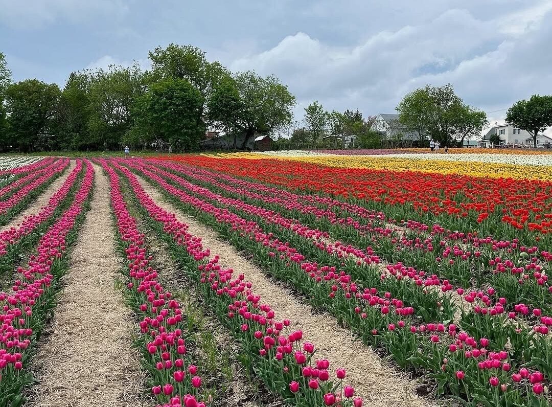 Vankleek Hill Tulip Fields