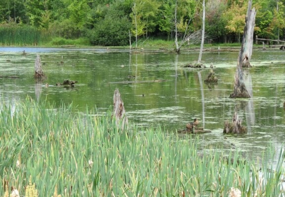Wetlands