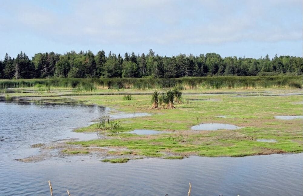 Irondale River Wetlands