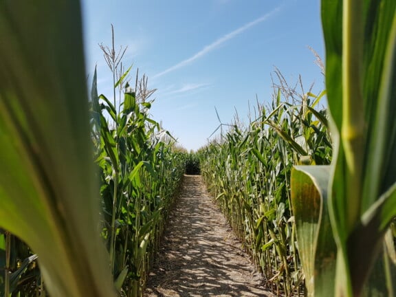 cornmaze