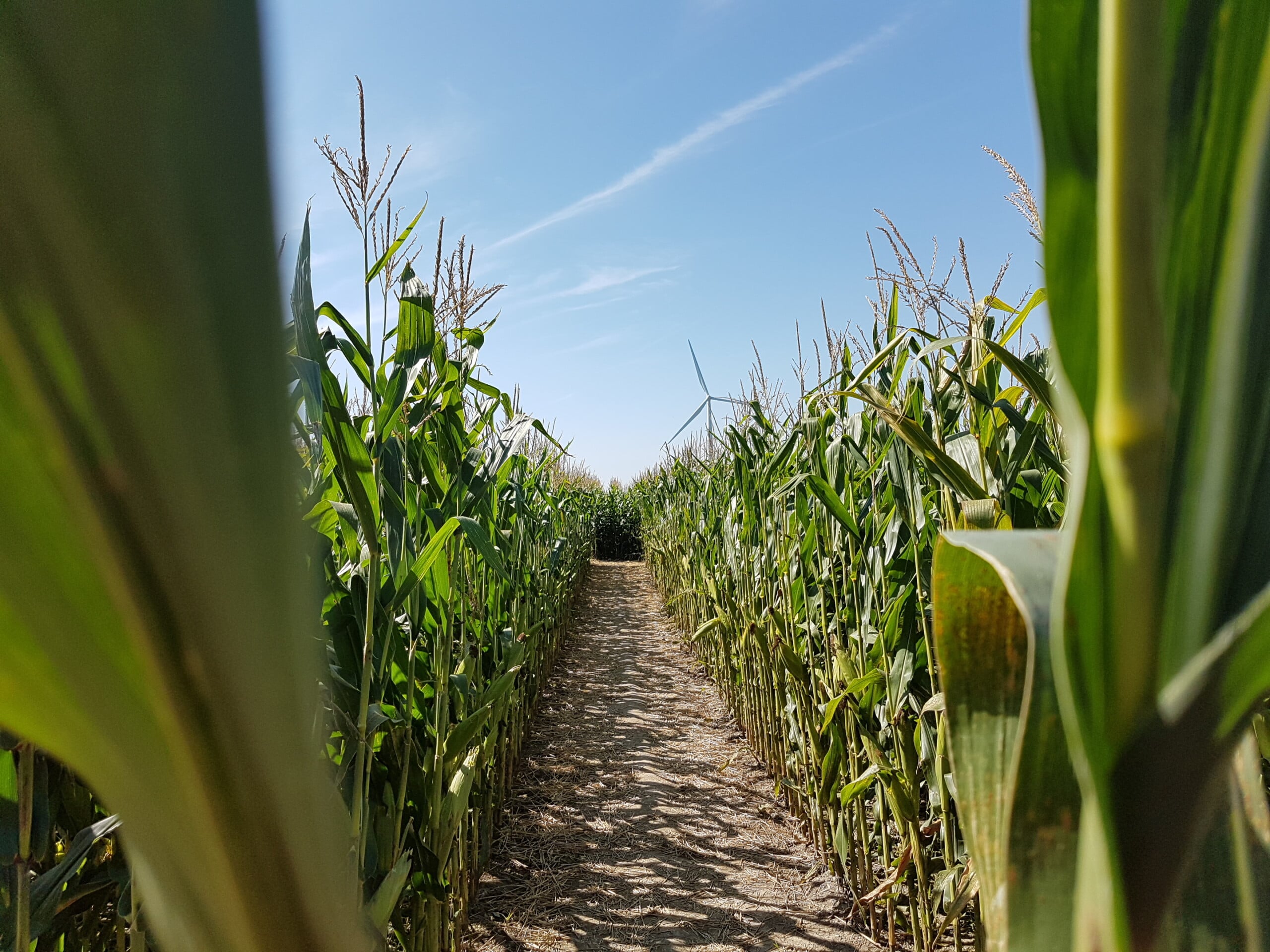 Wolfe Island Corn Maze