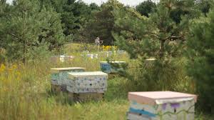 Lost Meadows Apiary
