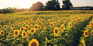 Sandhill Creek Sunflower Farm