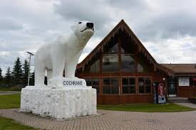 Chimo the Polar Bear
