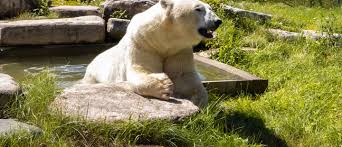 Cochrane Polar Bear Habitat & Heritage Village