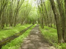 Alfred Bog Walk