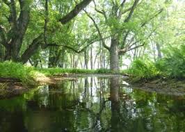 Minesing Wetlands Conservation Area