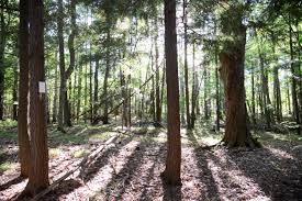 Couchiching Conservancy Grant’s Woods