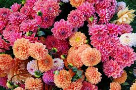 Dahlia May Flower Farm