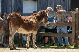 The Donkey Sanctuary of Canada